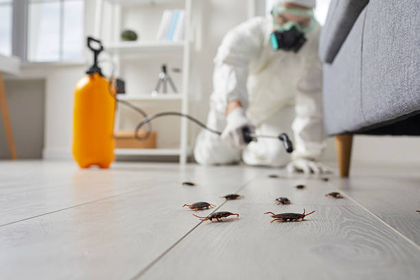 Commercial Kitchen Cockroach Control in Royal Hawaiian Estates